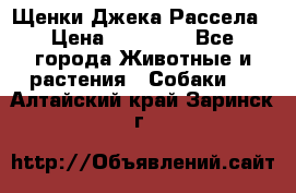 Щенки Джека Рассела › Цена ­ 10 000 - Все города Животные и растения » Собаки   . Алтайский край,Заринск г.